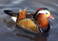 /album/galerie-photos/canard-mandarin-jpg/